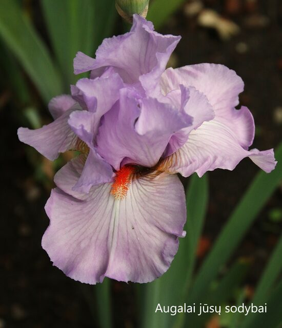 Vilkdalgis (Iris) 'Love Power'